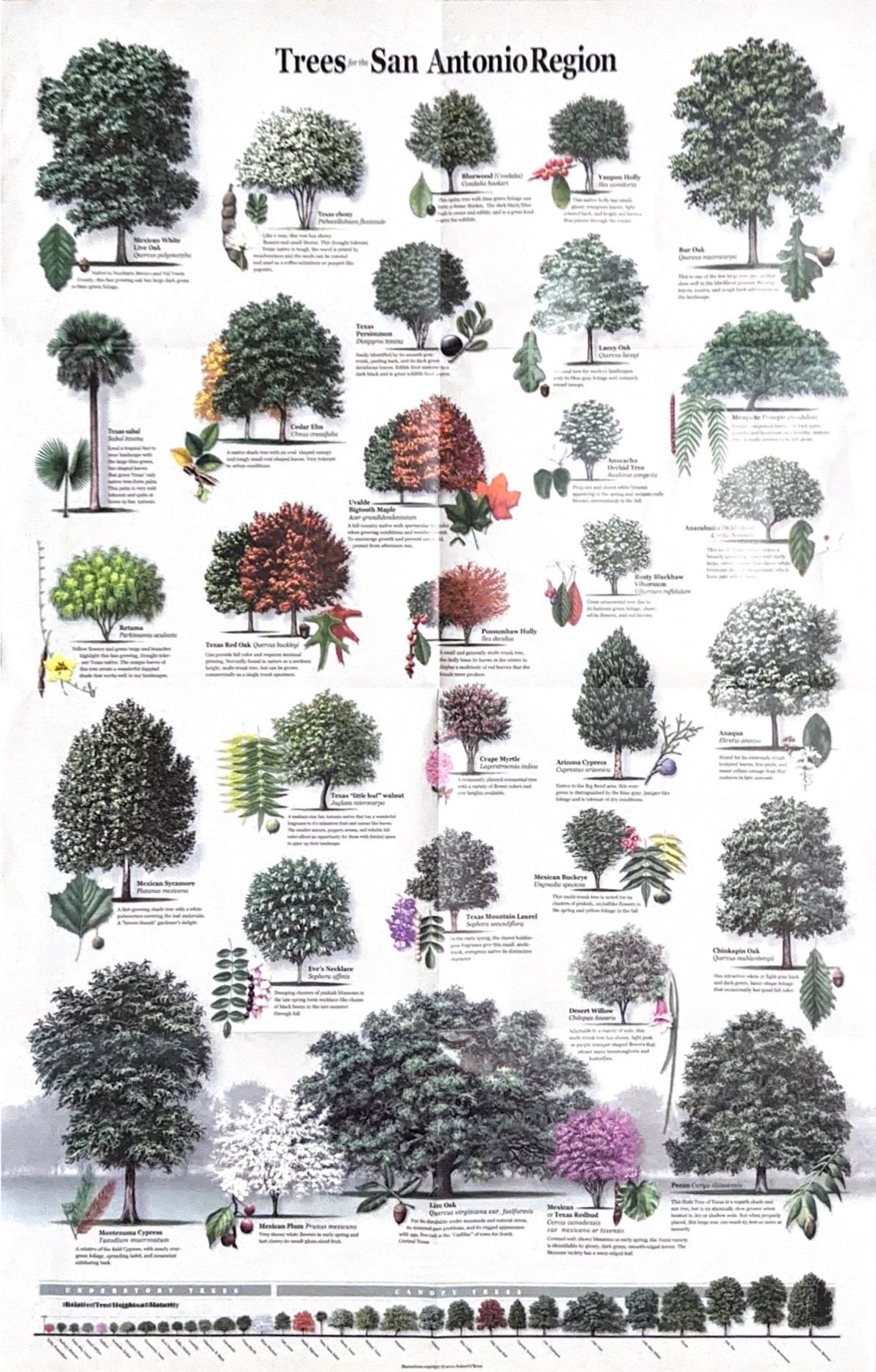 Plant Palettes